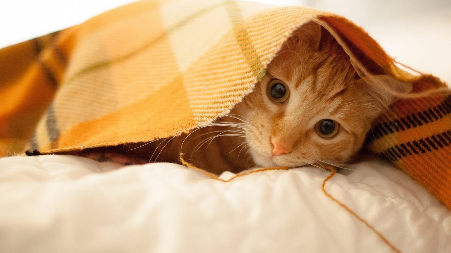 新华社评选出2024年中国体育十大新闻，强调全民健身和全民健康深度融合