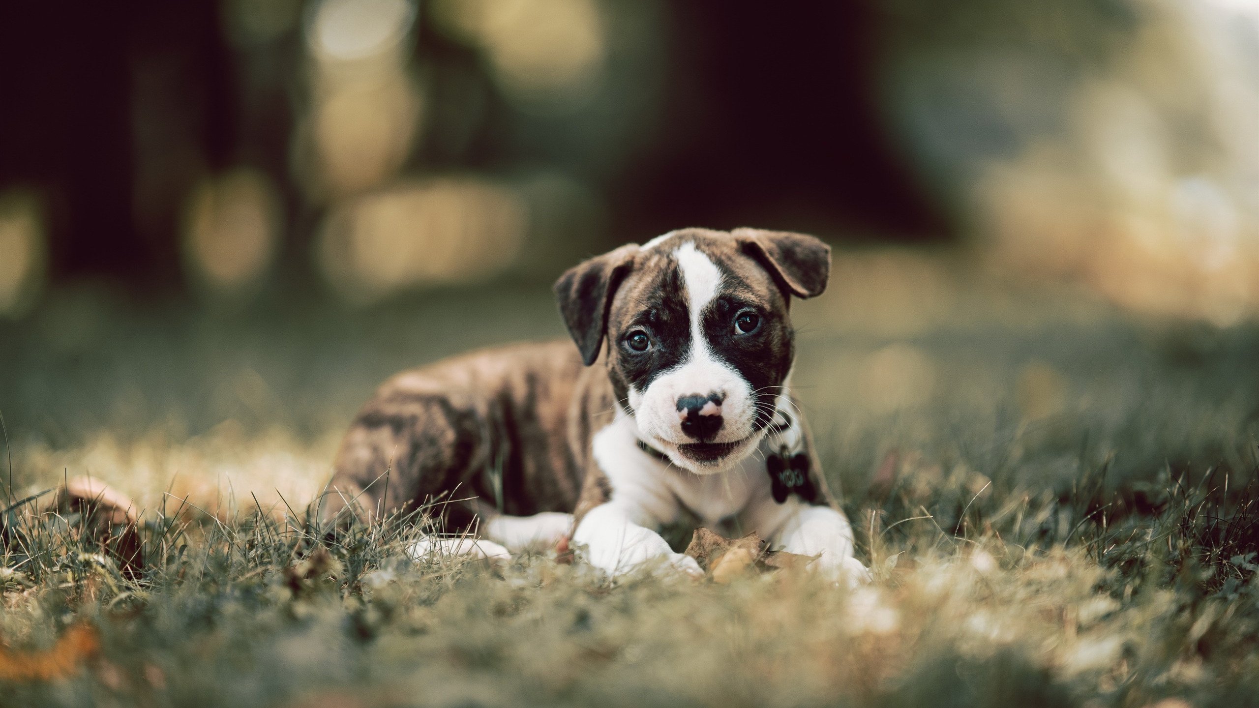 多元人才孵化平台:电竞行业从“玩”到“行”的转变